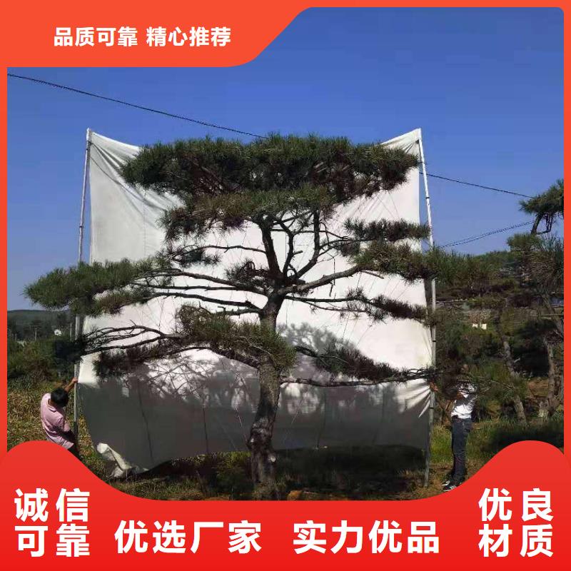 造型松 造型池松价格有优势