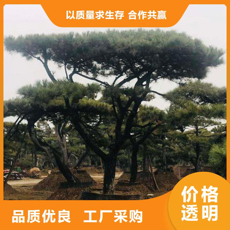 造型松奇石真材实料诚信经营