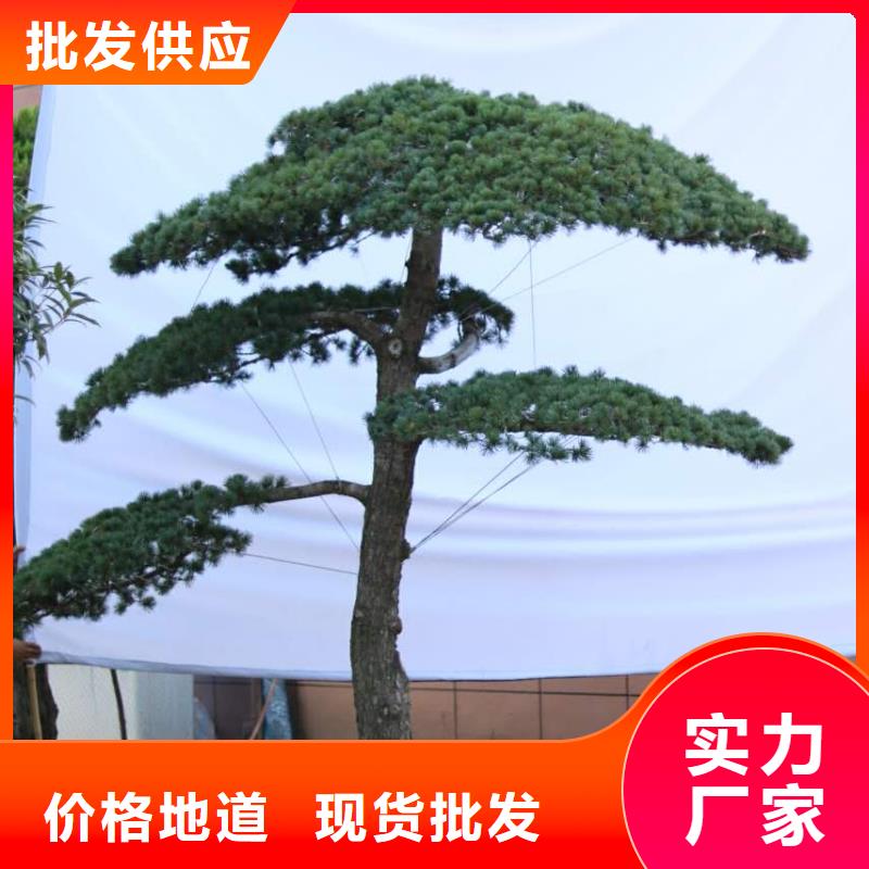 造型松迎客松品质可靠