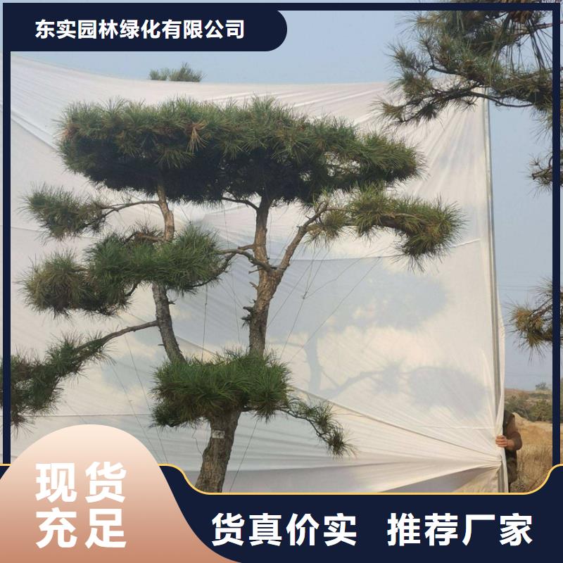造型松 造型池松价格有优势