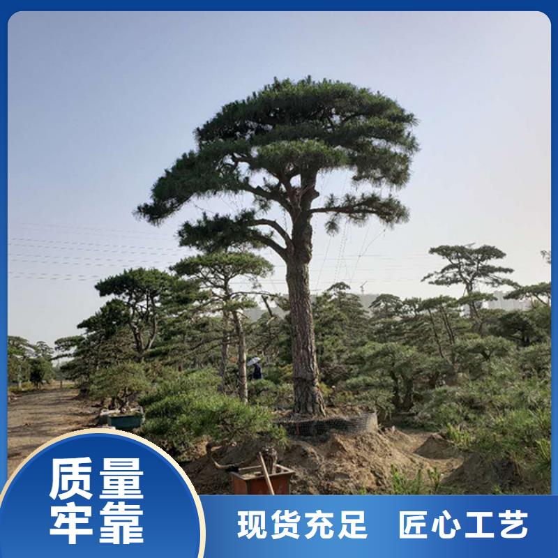 造型松-松苗木生产型