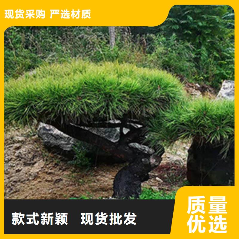 造型松奇石实体厂家