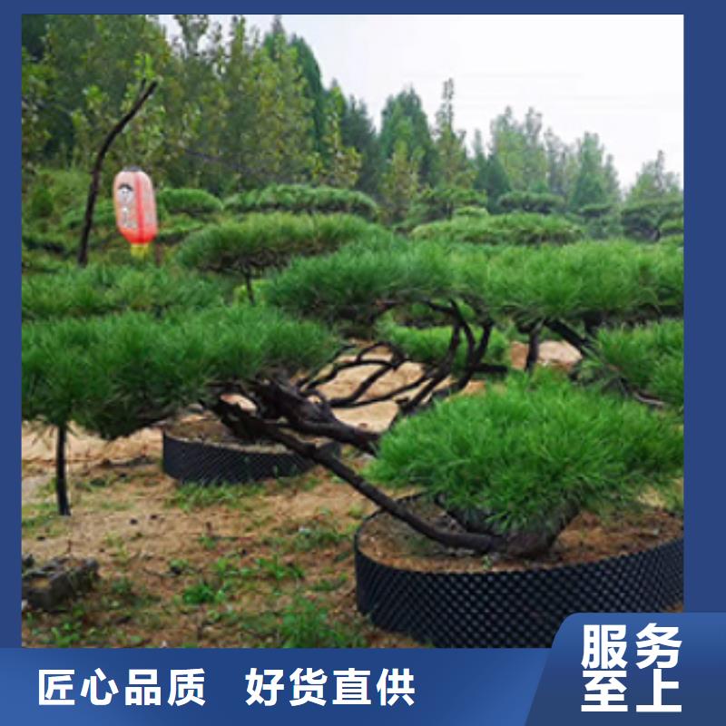 造型松_造型松基地适用范围广