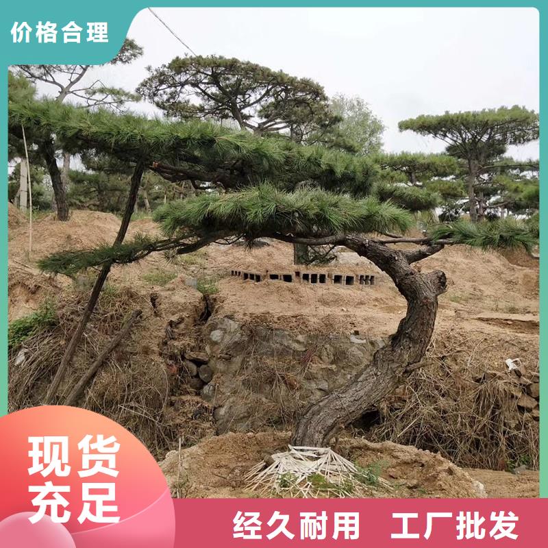 造型松老品牌厂家