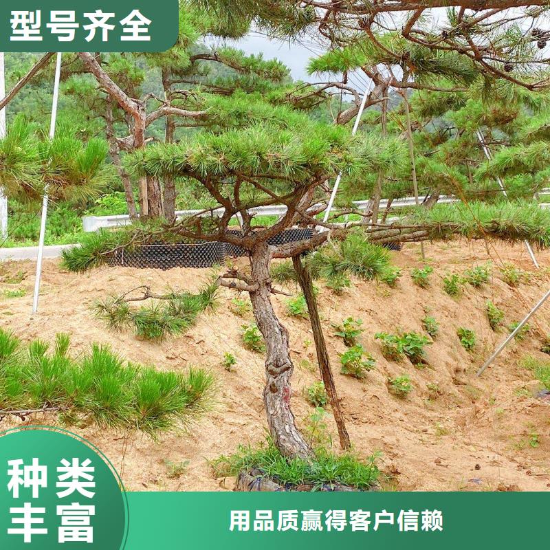 造型松造型松价格品质信得过