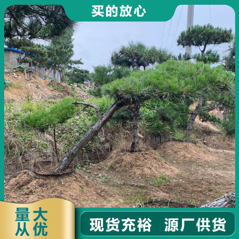 造型松 造型池松价格有优势