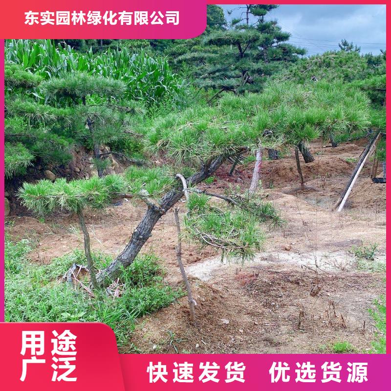 造型松奇石真材实料诚信经营