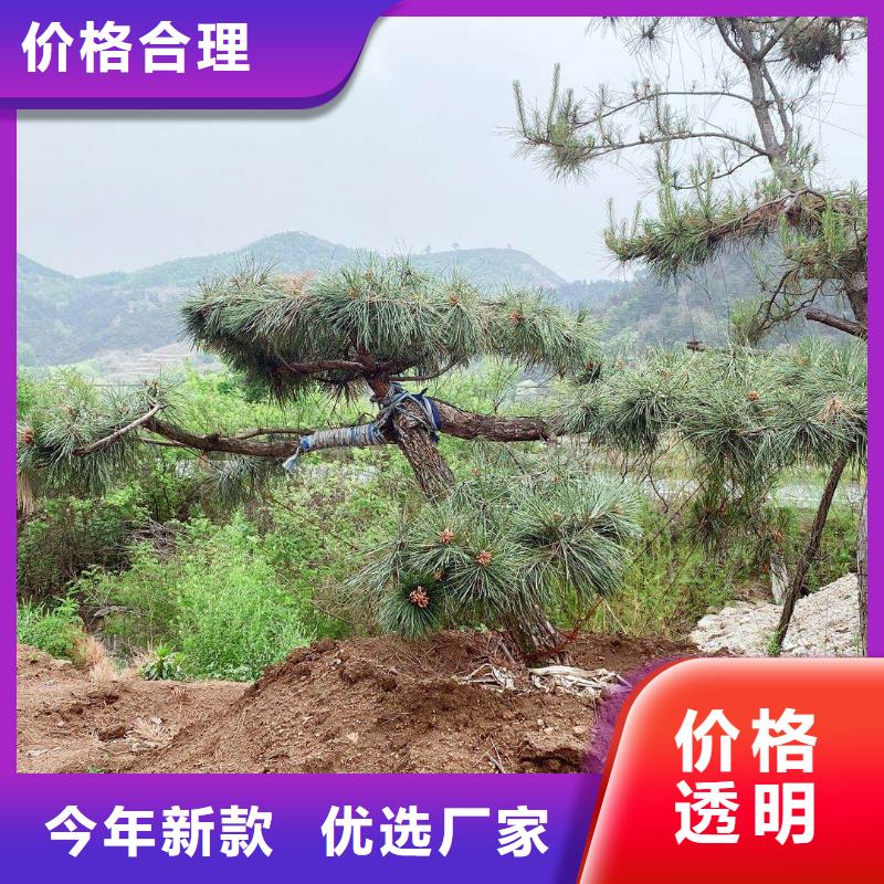 造型松快速生产