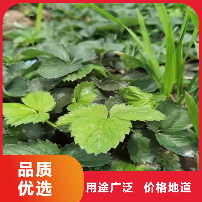 草莓苗板栗苗严选用料