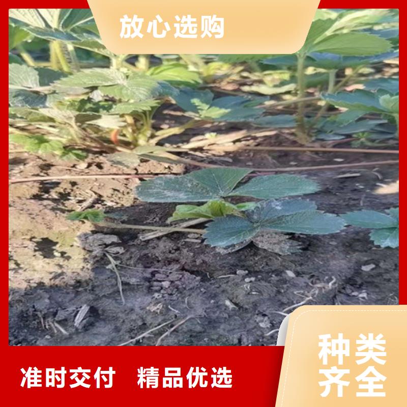 草莓苗-核桃苗源头厂家量大价优