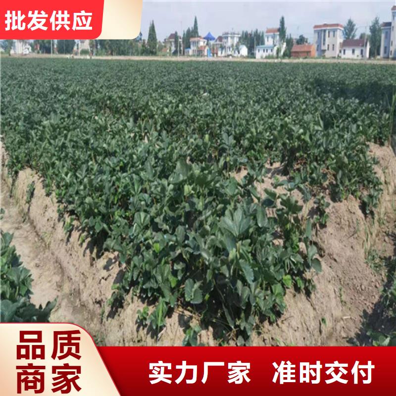 【草莓苗,桃树苗现货直供】