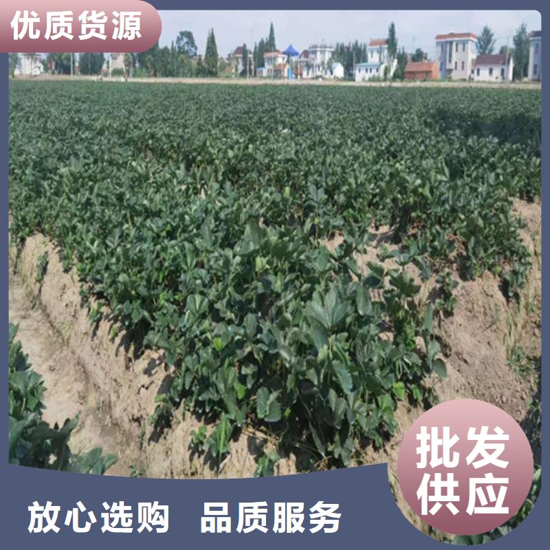 草莓苗梨树苗厂家技术完善