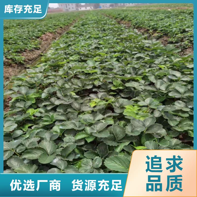 草莓苗-葡萄苗海量现货直销