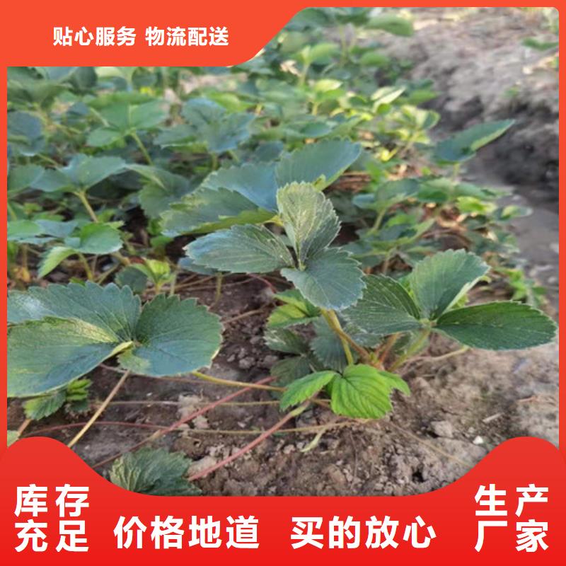 【草莓苗大棚草莓苗不断创新】