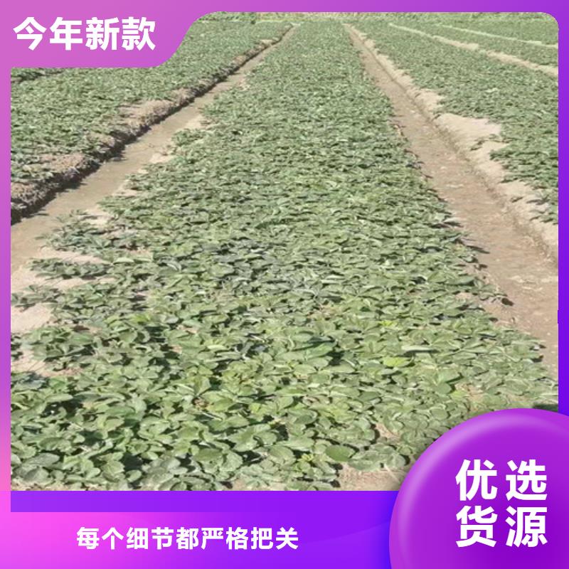 草莓苗大棚草莓苗分类和特点