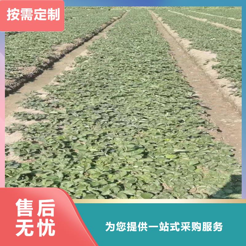 草莓苗-葡萄苗海量现货直销
