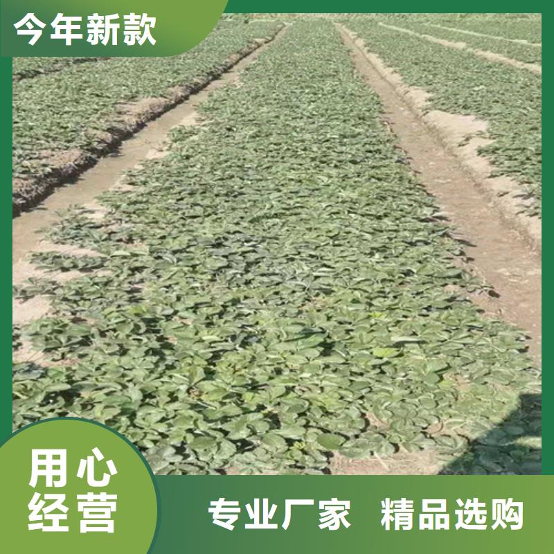 【草莓苗,桃树苗现货直供】