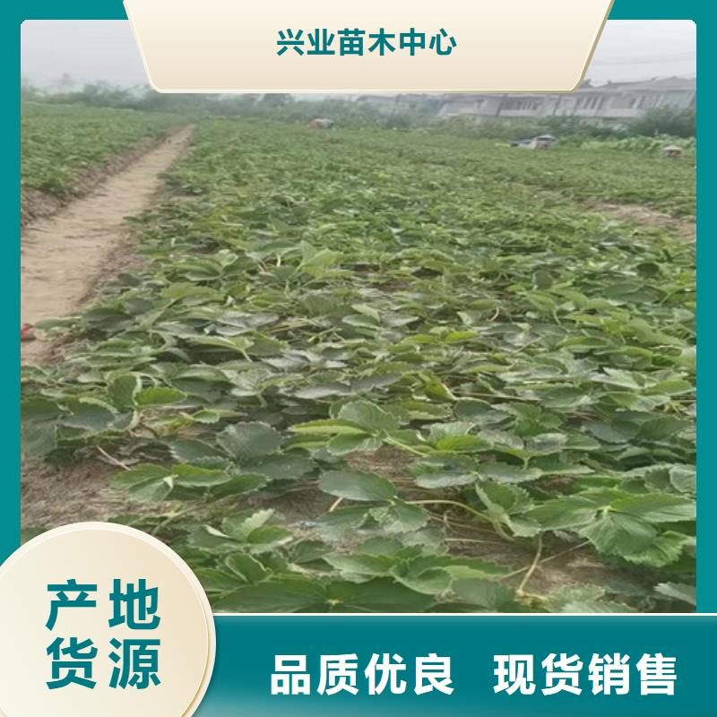 草莓苗板栗苗严选用料
