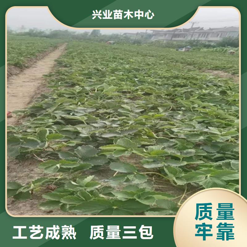 【草莓苗,桃树苗现货直供】