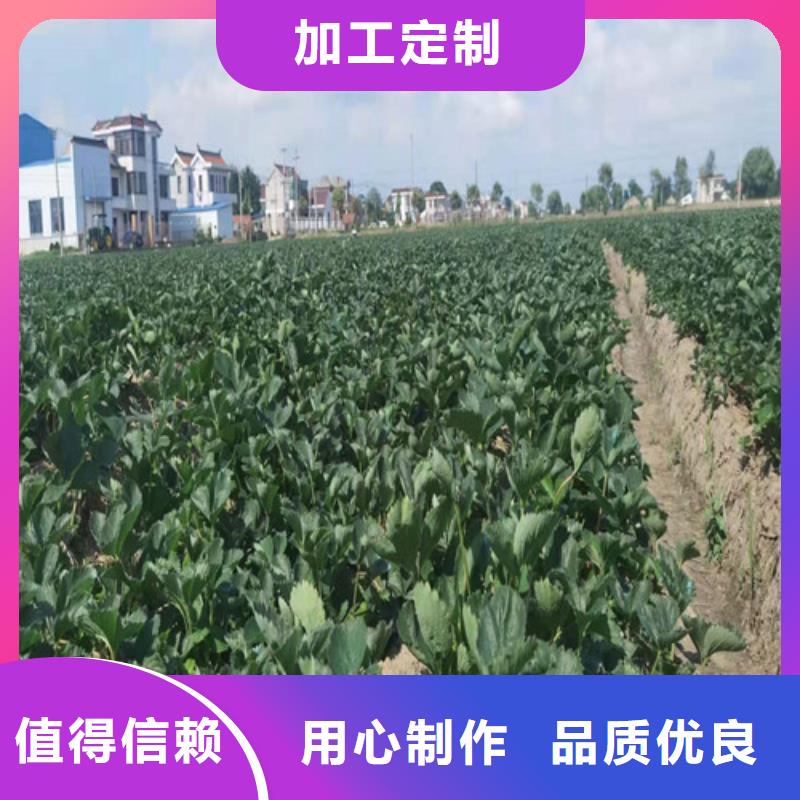 草莓苗大棚草莓苗分类和特点