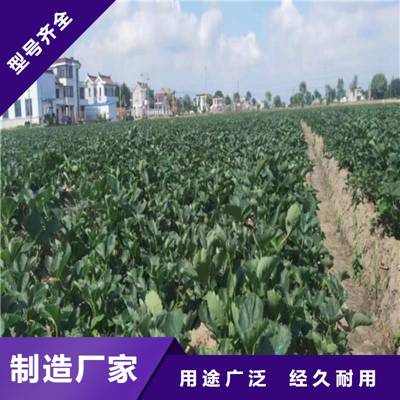 草莓苗板栗苗严选用料