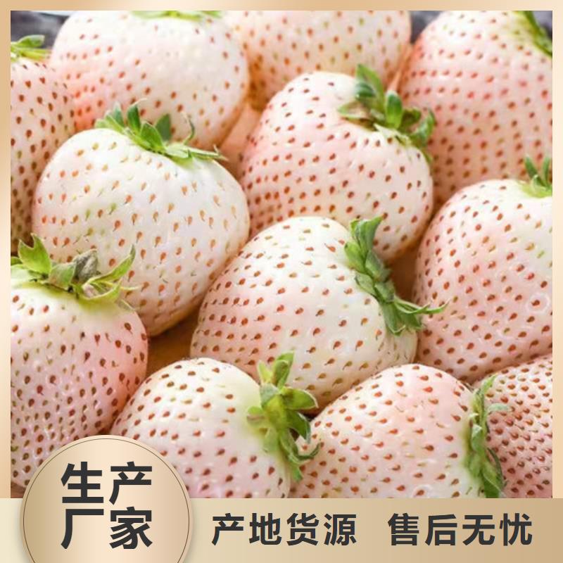 草莓苗猕猴桃苗来图加工定制
