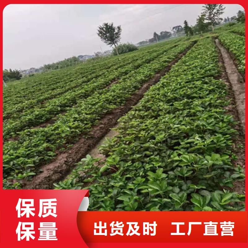 草莓苗桃树苗诚信可靠