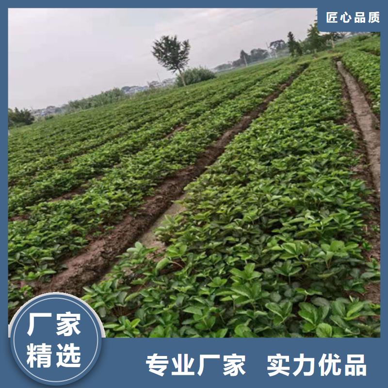 草莓苗-葡萄苗海量现货直销