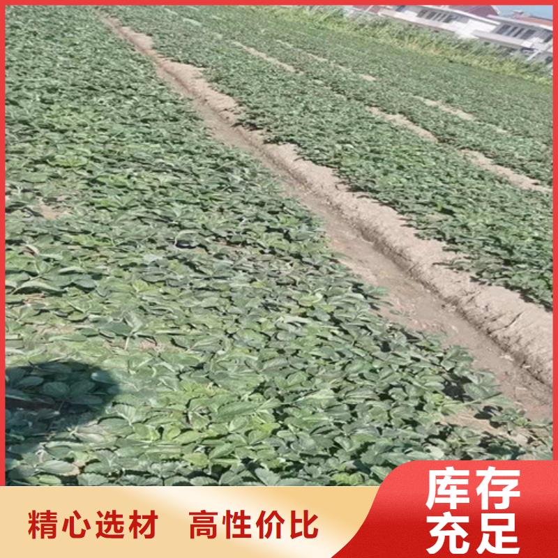 【草莓苗大棚草莓苗不断创新】