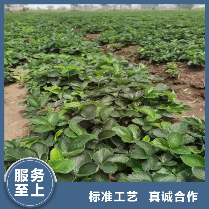 【草莓苗,桃树苗现货直供】