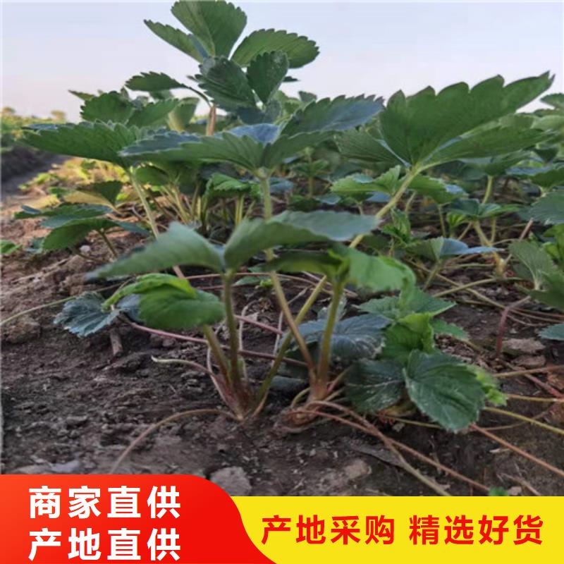 草莓苗大棚草莓苗分类和特点