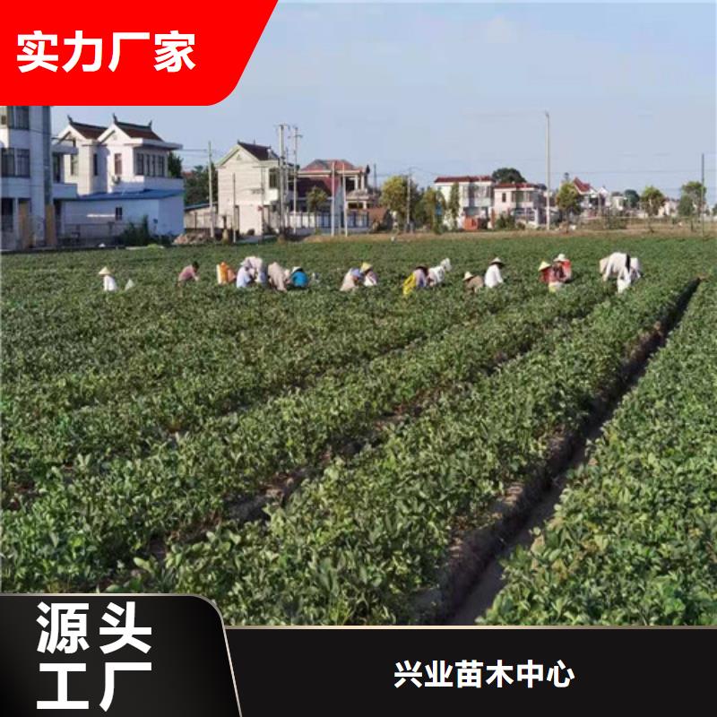 《滨州》 本地 草莓苗山楂苗源头采购