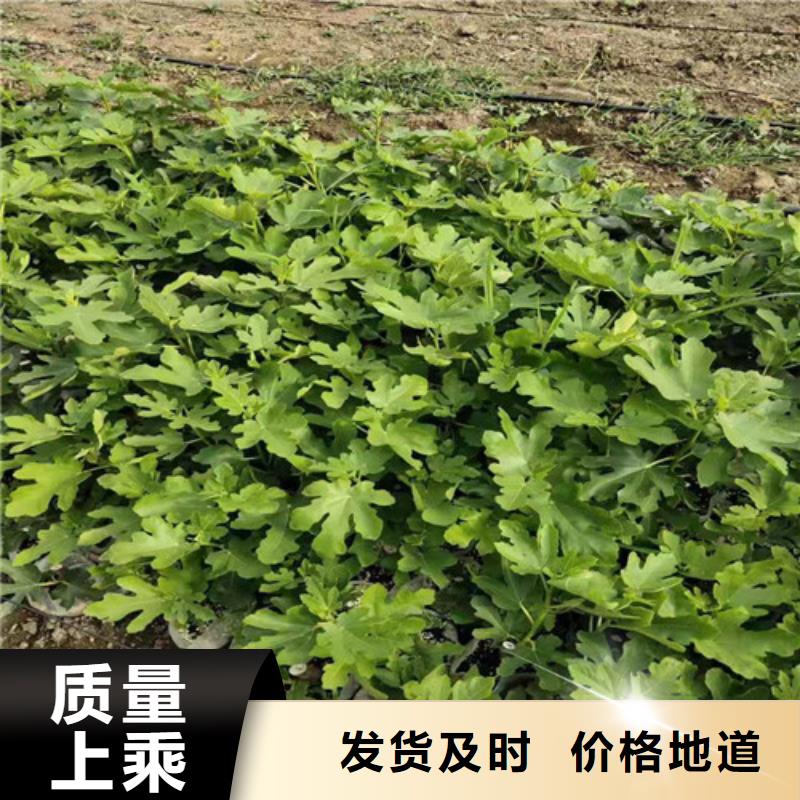 无花果_大棚草莓苗大量现货
