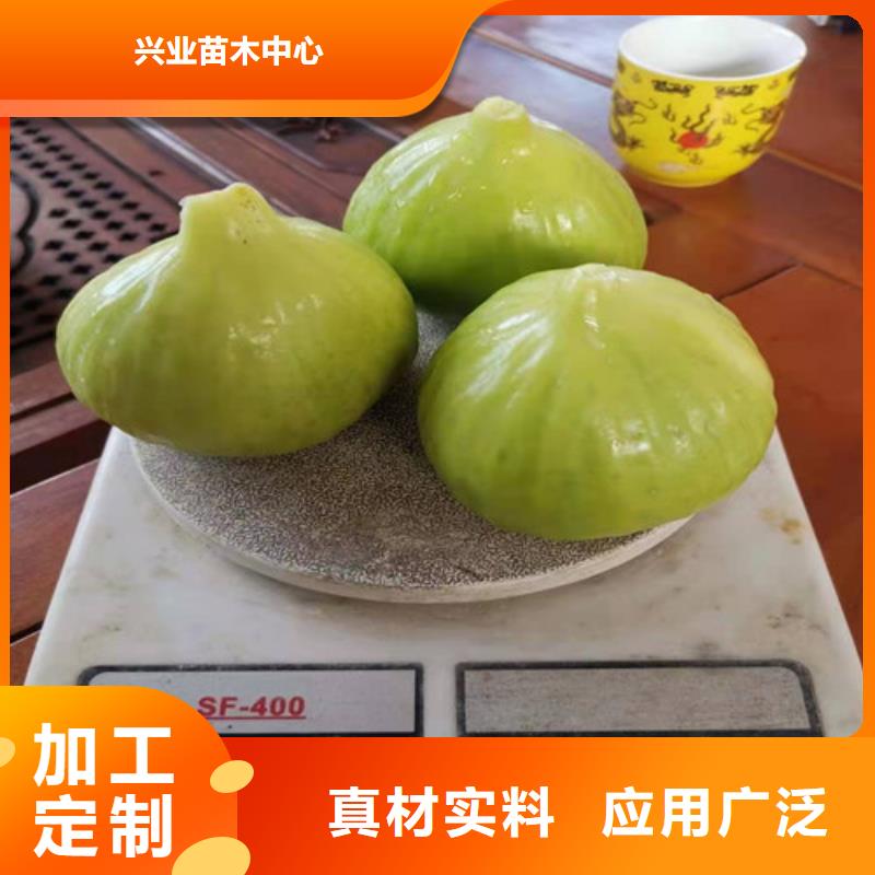无花果【蓝莓苗】厂家自营