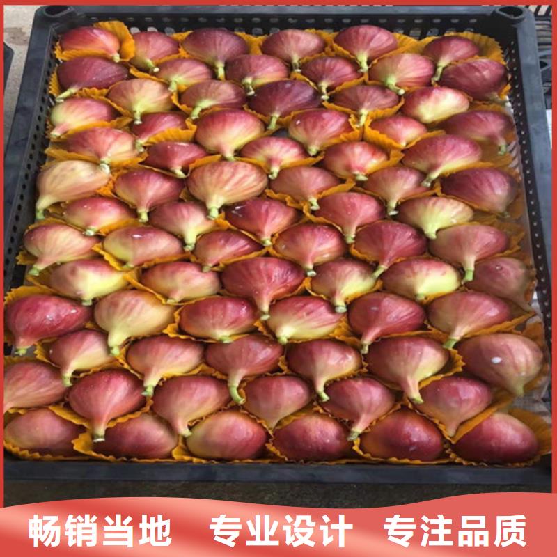 无花果葡萄苗实体诚信经营