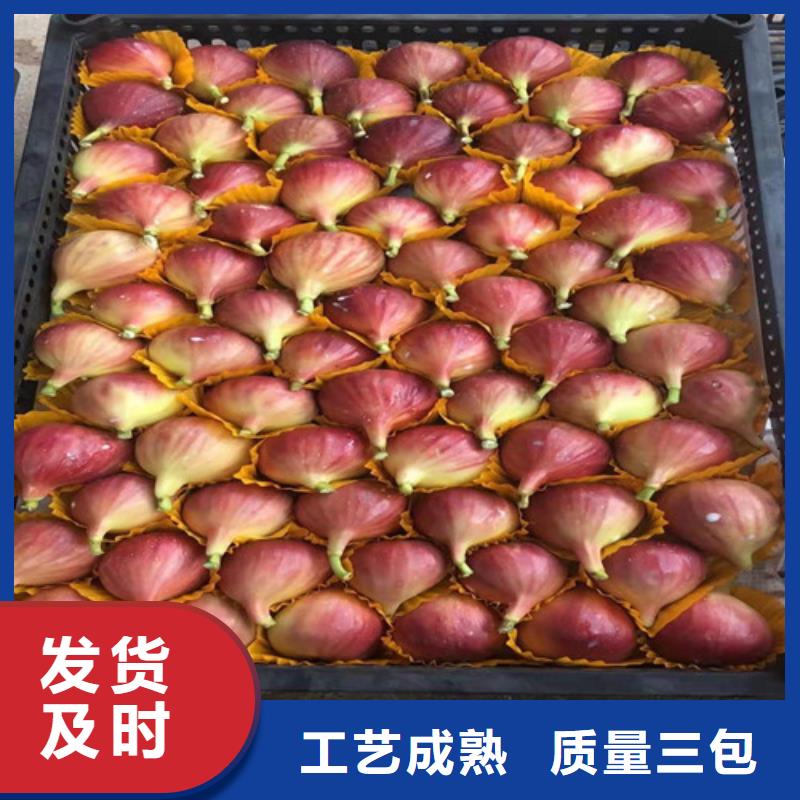 无花果山楂苗型号齐全
