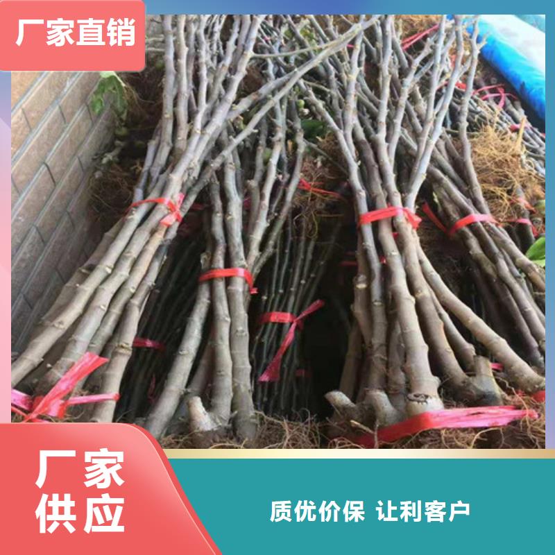 无花果苹果苗粘木实力优品