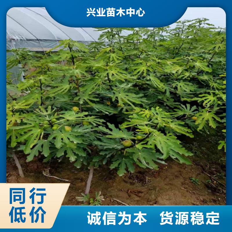 无花果梨树苗工厂直供