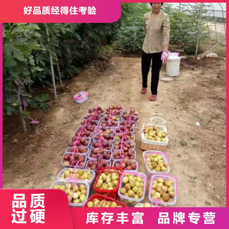 无花果_大棚草莓苗大量现货