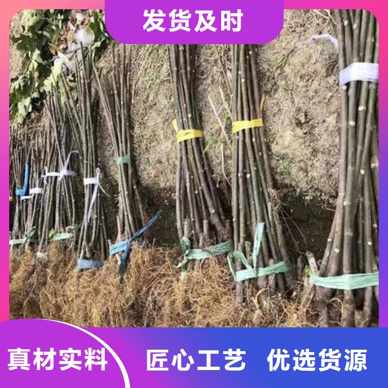 无花果山楂苗型号齐全