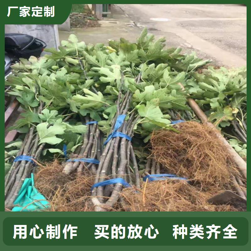 无花果水蜜桃苗严格把关质量放心