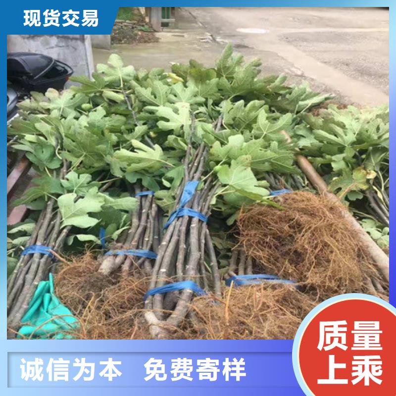 无花果苹果苗粘木实力优品