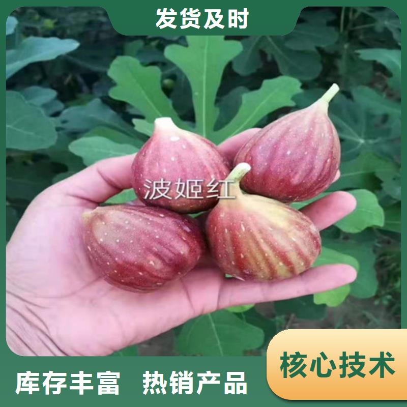 无花果_大棚草莓苗大量现货