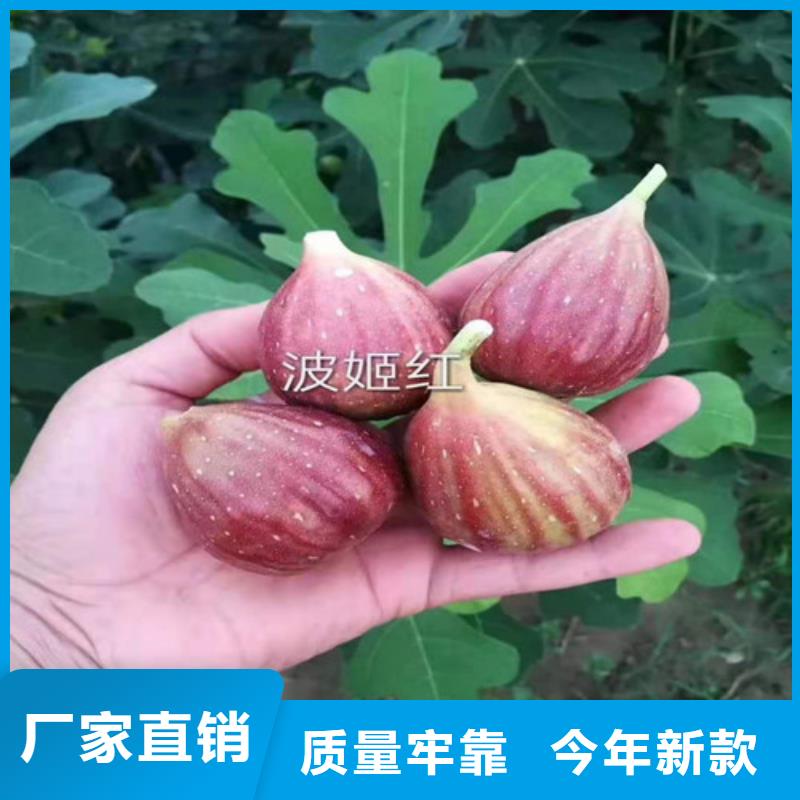 无花果_金银花苗厂家直接面向客户