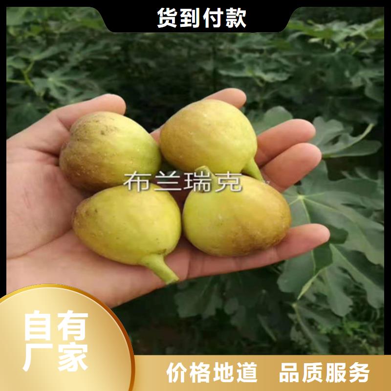 无花果【蓝莓苗】厂家自营