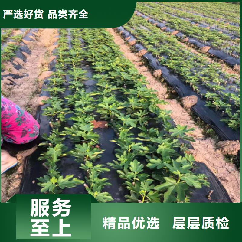 无花果_【樱桃树苗】精选厂家好货