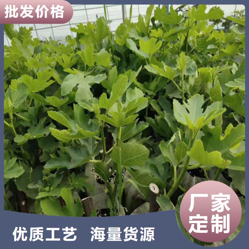 无花果_大棚草莓苗大量现货