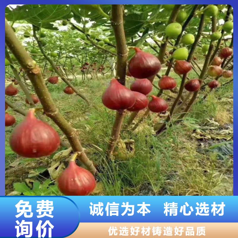 无花果苹果苗粘木实力优品