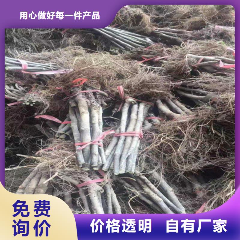 无花果【蓝莓苗】厂家自营