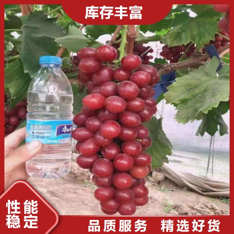葡萄枣树苗品质信得过